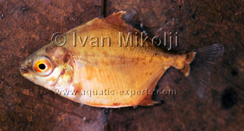 Myloplus rubripinnis